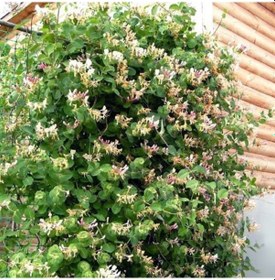 Resim Hanımeli Sarmaşık 5 Adet Çiçekli Kokulu Sarılıcı Bitki 