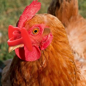 Resim İğnesiz Tavuk Gözlükleri, İğnesiz Göz Koruyucu, Avlu Kuşu Gözlüğü, Kümes Hayvanları İçin Gözlük (Kırmızı/Büyük/Orta), Horoz/Tavuk/Fazan/Kuş Yavruları için İğnesiz Pecking Önleyici Gözlük 