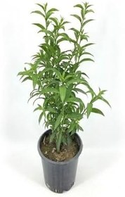 Resim Cestrum Nocturnum Saksıda Melisa Çiçeği 30-60Cm 