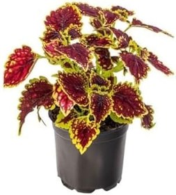 Resim Kolyos Yaprak Güzeli Çiçeği Balkon Çiçeği 1 Adet Saksılı, GDB140624NA32 