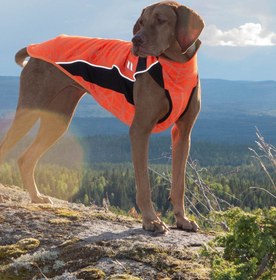 Resim Eddie Reflektörlü Köpek Montu Iontex Turuncu - Turuncu / 45 cm 