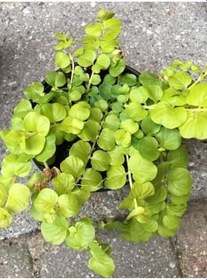 Resim Çiçek Açan Sarı Kız Altın Kolye Çiçeği 1 Adet 20-40Cm (Lysimachia Nummularia) 