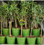 Resim 50 Adet Zeytin Fidanı Nikah Şekeri & Özel Gün Hediyesi 