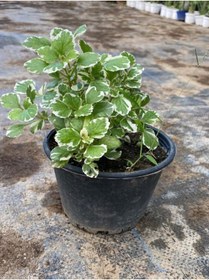 Resim Nura Botanik Sarkıcı Sukulent Tür Kokulu (Plectranthus Forsteri) 10-20CM 
