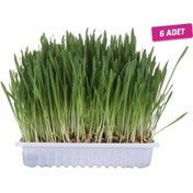 Resim 6 ADET - Trixie Kedi Çimi, 100 gr 