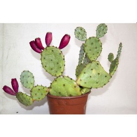 Resim Kaynana Dili Hint Inciri Kaktüs 8 Cm Orta Boy Saksıda 