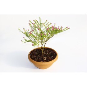 Resim Bonsai Kufeya Cennet Çiçeği - 2 Adet 