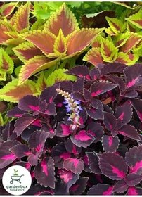 Resim Yaprak Güzeli Çiçeği Bordo Renk 1 Adet Saksılı 10-20Cm (Coleus) 