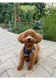 Resim Majo Poodle İsimlik 