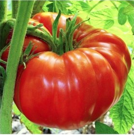 Resim Kırmızı Beefsteak Domates 15 Tohum 