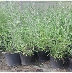 Resim Saksılı Lavanta Fidanı 1 Adet 30-40 Cm (Lavandula Intermedia) 