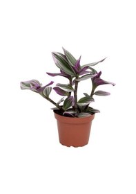 Resim Telgraf Çiçeği Alacalı Yapraklı Sarkaç Saksıda 