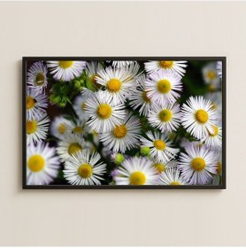 Resim Beyaz Papatya Çiçekleri Doğal Fotoğraf Pleksi Tablo 