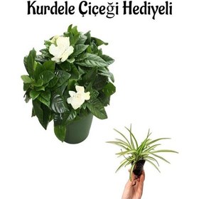 Resim Yogun Kokulu Gardenya Çiçeği Sevgililer Gününe Özel Kurdele Çiçeği 