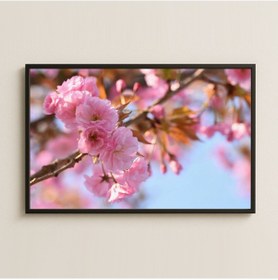 Resim Pembe Sakura Çiçekleri Yakın Plan Fotoğraf Pleksi Tablo 