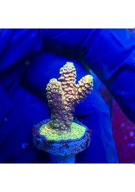 Resim Şaft Askısı E-81/87/90/91/92/93 F-30/31 Ors Rulmanlı 