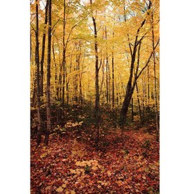 Resim Savage (U.S.A) Autumn Forest (Sonbahar Ormanı) Printed Vinyl Backdrop 