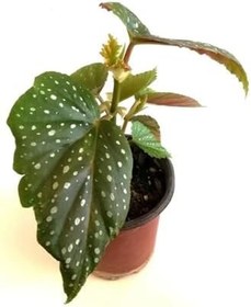 Resim Çilli Begonya Çiçeği Dolgun Formlu Kırmızı Çiçekli 1 Adet Saksılı 10-15Cm 