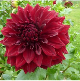 Resim Dev Çiçekli Red Spartacus Dahlia Yıldız Çiçeği Yumrusu (1 adet ) 