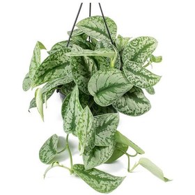 Resim Alacalı Pathos Sarmaşığı (Scindapsus Pictus) Askılı Saksıda 2 Ade 