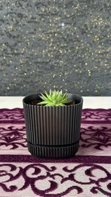 Resim Modern Çizgili Siyah Saksıda Sempervivum Sukulent (Dam Koruğu) - Siyah 