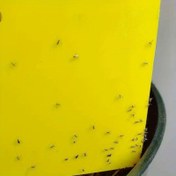Resim 20'li Paket Çift Taraflı Yapışkan Böcek Tuzakları - Seralar, Çay Tarlaları, Evler için Toksik Olmayan Uçan ve Böcek Yakalayıcılar - Yüksek Görünürlüklü Sarı Tasarımlı Dayanıklı Polipropilen Yapışkan Levhalar, Tarım Zararlı Kontrolü | Çift Yüzlü Yapışkan | Elektriksiz Tuzak, Uçan Böcek Tuzağı 