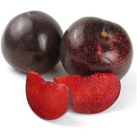 Resim 8 Adet Kırmızı Erik Fidanı 3 Yaş 
