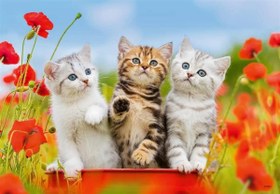 Resim Ravensburger 2x12 Parça Puzzle Yavru Kediler 076260 