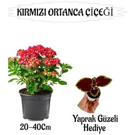 Resim Kırmızı Ortanca Çiçeği 1 Adet Saksılı+ Yaprak Güzeli Çiçeği Li Bahçe Seti 