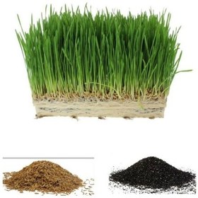 Resim 10.000 Adet Kedi Çimi Tohumu Ve 8 Litre Kedi Çimi Ekim Torfu 