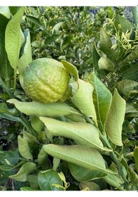 Resim Çok Nadir Bir Çeşit Tüplü Çekirdeksiz Dekopon Mandalina Fidanı Yaş 3 Boy 100-130 Cm 