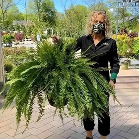 Resim UV Dirençli Yapay Pers Fermuar Bitkisi Seti, Plastik, İç ve Dış Mekan Asma Kullanımı, Konteyner veya Elektrik Gerekmez, Yıldönümü, Babalar Günü, Anneler Günü, Mezuniyet, Dünya Günü, Paskalya, Ev Dekoru, Çeşitli Oda Tipleri, İlkbahar, Tüm Mevsimler, Düğün, Fotoğrafçılık, Yeni Eve Taşınma Hediyesi, Veranda, Ofis, Pencere Kenarı, Arka Plan Duvar Süsü 