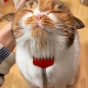 Resim Katlanabilir Kedi Oyun Çubuğu - Uzun Saplı Etkileşimli Masaj ve Tarama Aracı, Rahatlatıcı Kırmızı Plastik Tarak ile Oynama ve Uyarılma için, Detaylı Kedi Tasarımı, Kedi Fırçası 