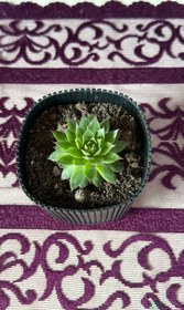 Resim Modern Çizgili Siyah Saksıda Sempervivum Sukulent (Dam Koruğu) - Siyah 