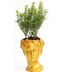 Resim Bonsai Helen Euonymus Microphyllus - Turuncu 