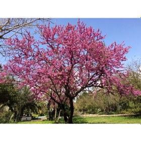 Resim Erguvan Fidanı 3 Adet - Cercis Siliquastrum 