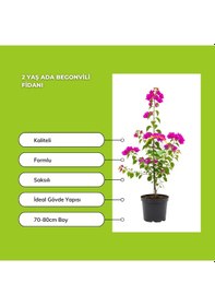 Resim 2 Yaş Ada Begonvili Fidanı 
