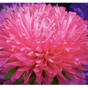 Resim Burgundy Renkli Aster Kasımpatı Tohumu - 20 Adet - 
