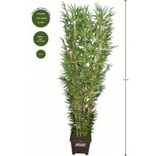 Resim Yapay Çiçek Deposu Yapay Bambu Ağacı 10 Gövde 180 Cm 