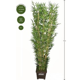 Resim Yapay Çiçek Deposu Yapay Bambu Ağacı 10 Gövde 180 Cm 