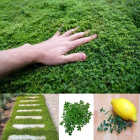 Resim Aromatik Lemon Greenk Limon Kokulu Yayılıcı Kekik Fidesi 1 Adet 