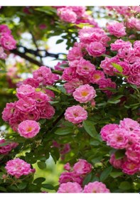 Resim Videolu Yediveren Sarmaşık Mis Kokulu Pembe Gül Fidanı 3 Adet Saksılı 40-65 Cm Climbing Pink Rose 