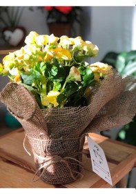 Resim Katmerli Begonya - Begonia Toran Sarı Renkli 5442 