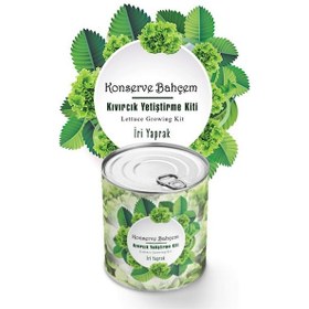 Resim Konserve Bahçem Konserve Bahçem Evde Konservede İri Yapraklı Kıvırcık Yetiştirme Kiti 