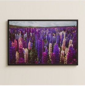 Resim Mor Ve Pembe Tonlarında Doğal Lupin Çiçek Tarlası Pleksi Tablo 