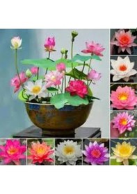 Resim 15 Adet Tohum Nadir Bulunan Kutsal Kutsal Lotus Çiçeği Tohumu 