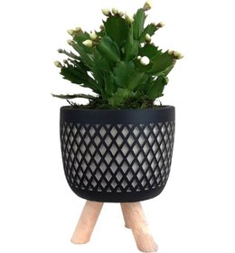 Resim Ayaklı Siyah Saksıda Beyaz Yılbaşı Çiçeği 