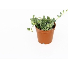Resim Tesbih Çiçeği inci Tanesi - 5 Adet Sukulent 