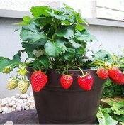 Resim Sweety Çoklu Dikim Saksılık Çilek Fidesi 5 Adet 