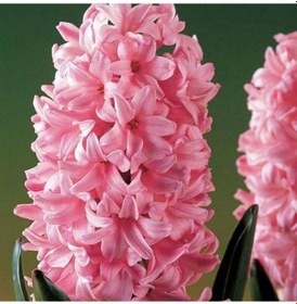 Resim Hyacinthus Anna Marie Sümbül Soğanı 3 Adet 